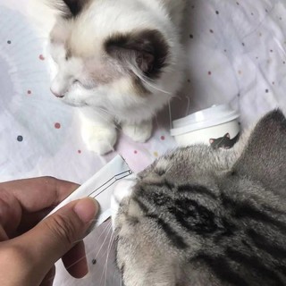 给猫猫安排这款零食准没错！