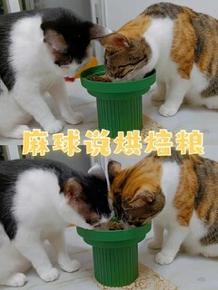 魔镜魔镜~猫咪吃了麻球说会变圆球吗？