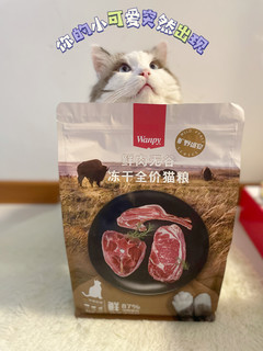 小猫咪也需要进补吗