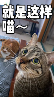 猫咪尿床大救星！