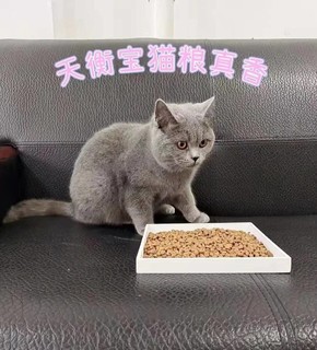 ⭐年货好物高性价比进口猫粮