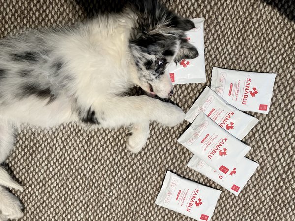 一块钱精品国产犬粮，买不了吃亏买不了上当