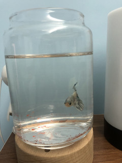 买个玻璃瓶养只斗鱼