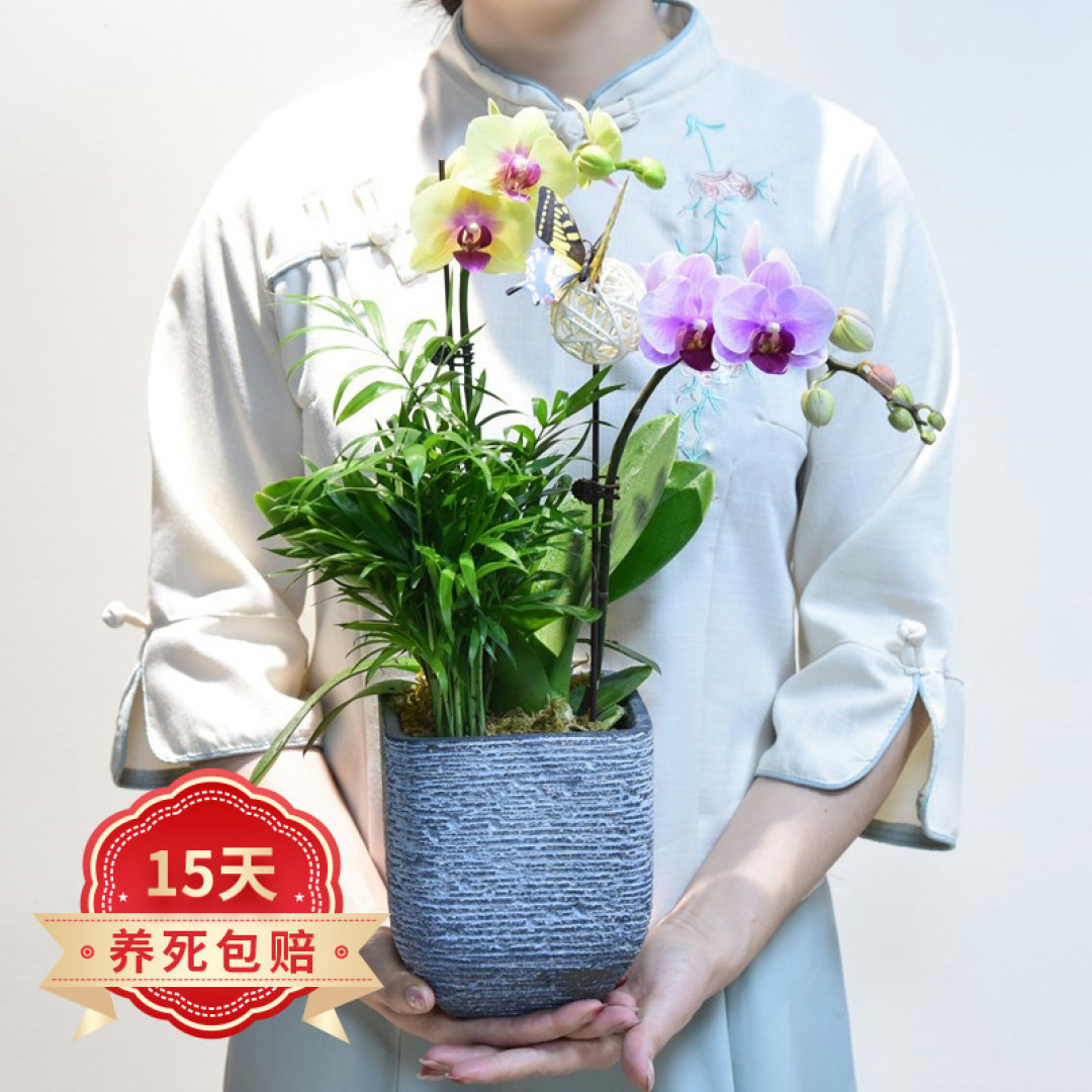 8种吉祥“年宵花”，招财纳福寓意好，过年一定不能少！