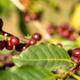 收获季降临！中国最好的咖啡豆在哪里？