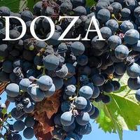 海拔超过千米的葡萄园酿出的葡萄酒到底什么味道？——阿根廷门多萨产区