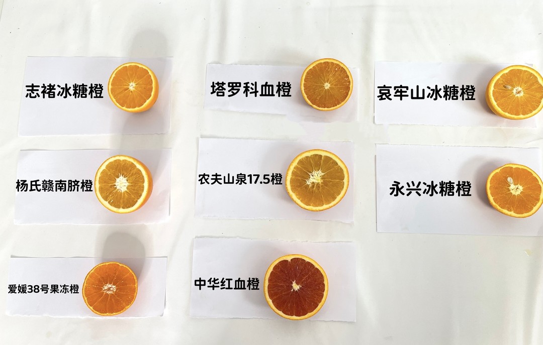 编辑测评团：8款橙子对比横评，谁才是橙子界的最强王者？