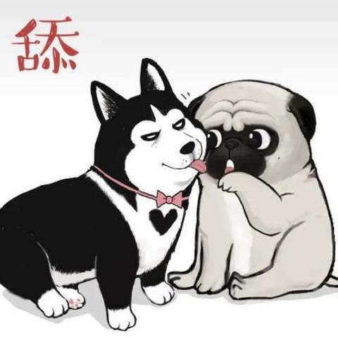 宠物圈 犬猫｜新的一年，我们都要做一名合格文明的养宠人～