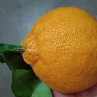 酸甜可口的丑橘