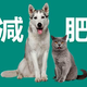 宠物圈 犬猫｜宠物的“减肥大计”为什么总是失败，可能这些问题你没有注意到～