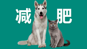 宠物减肥季  篇二：宠物圈 犬猫｜宠物的“减肥大计”为什么总是失败，可能这些问题你没有注意到～