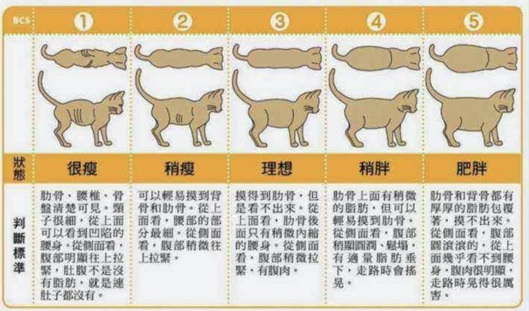 宠物健康｜2022年已到，毛孩子们的健康计划制定好了吗？浅谈宠物减肥，来和胡子一起看看吧～