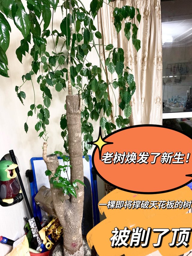 去年全砍光今年焕新颜，生命之顽强超乎想象