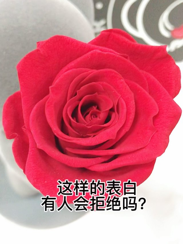 情人节自救指南：试试用永生花表白吧🌹