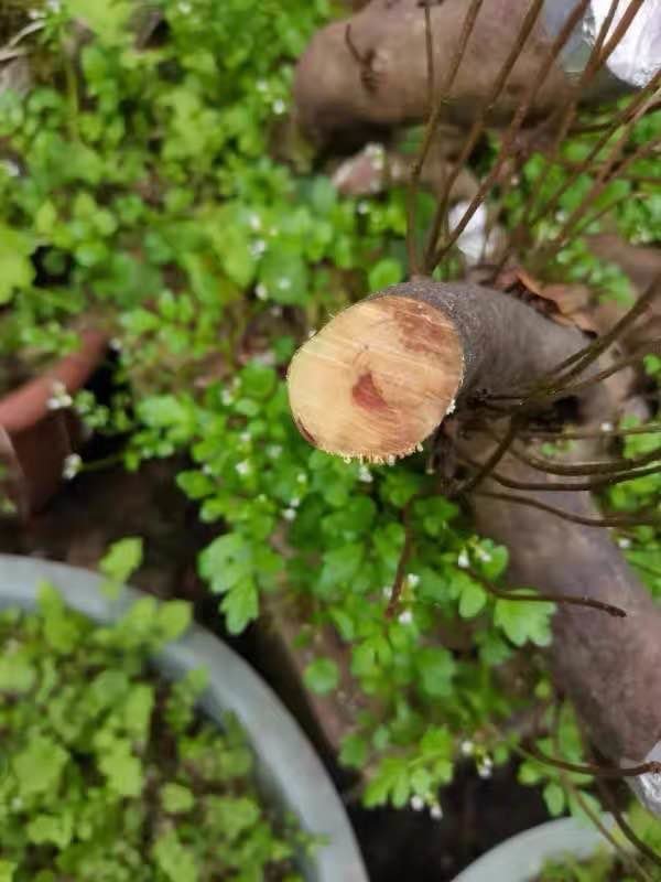 不错的手锯