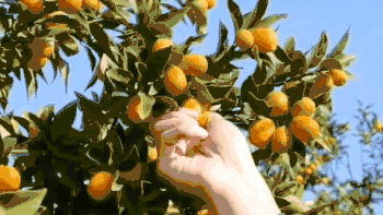 新奇水果 篇三十五：来自泰国的橘子金桔果/无籽金桔脆皮纯甜蜜金桔礼盒装4斤大果新鲜当季水果野生金桔蜜蛋