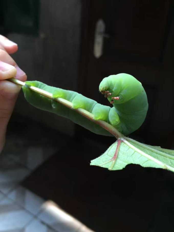 家里虽然是个女孩,但是从小就不喜欢洋娃娃就爱虫子这些奇奇怪怪的