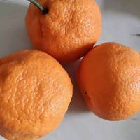 四川不知火丑橘