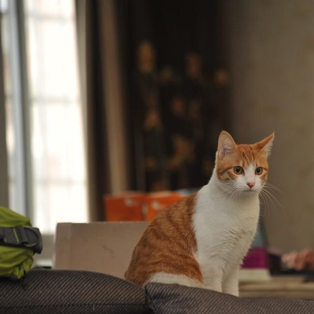 ​大橘从流浪仔变身家里的调皮鬼，你捡来的大橘也这样吗?