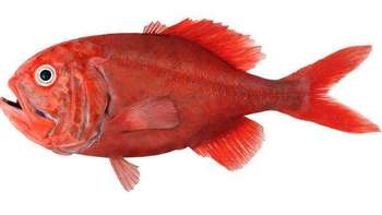 日料测评 篇六：橘棘鲷，来自海洋的长寿鱼 