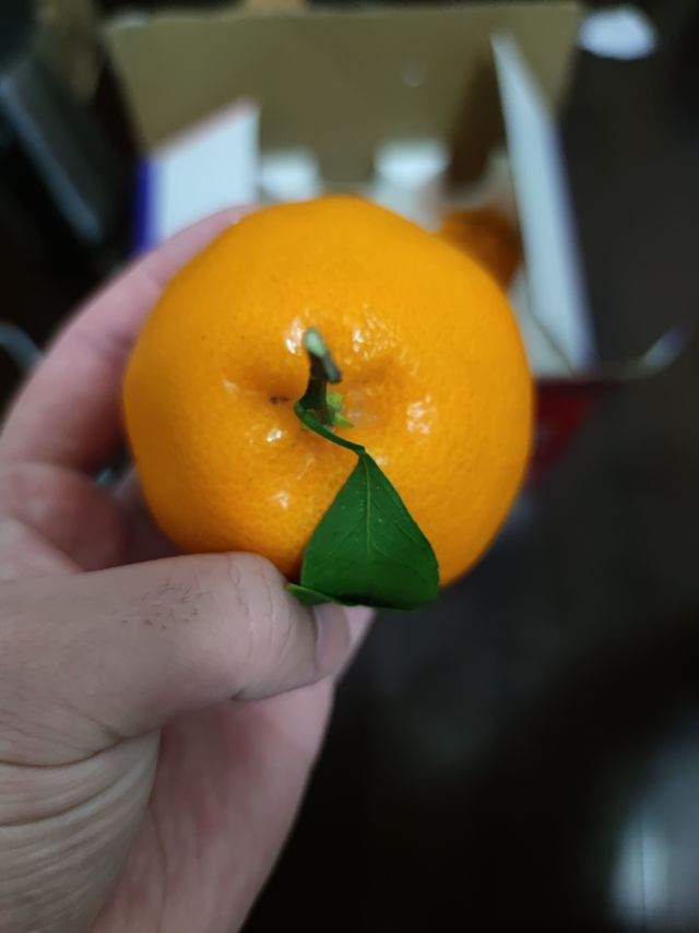 🍊生春见