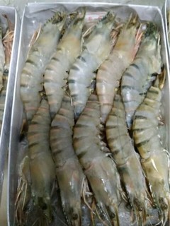 品鲜猫越南活冻黑虎虾