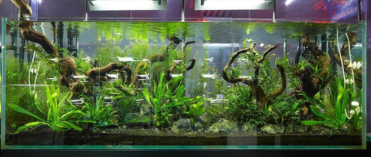 鱼缸爆藻了怎么办 教你轻松搞定 水族用品 什么值得买 鱼缸爆藻了怎么办 教你轻松搞定 水族用品 什么值得买