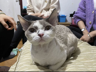 猫咪🐱耳螨克星