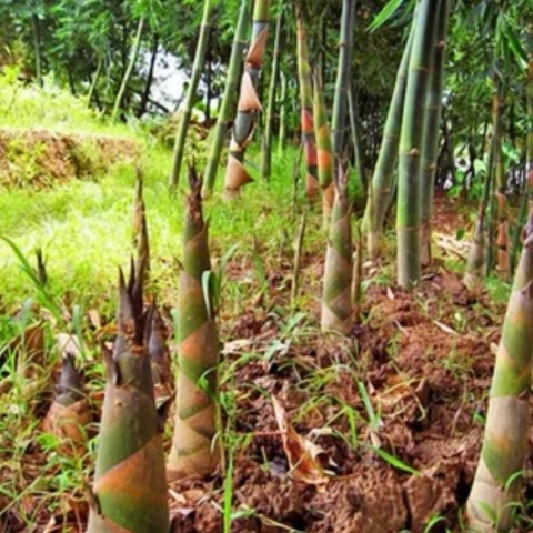 春日限定美味，一口吃出春天