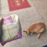 这款猫粮家里的猫喜欢吃