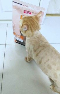 猫咪儿叫着要吃粮了