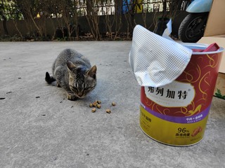 野猫王我当定了！小猫咪无法抗拒的冻干猫粮