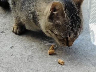 野猫王我当定了！小猫咪无法抗拒的冻干猫粮