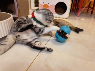 猫玩具球
