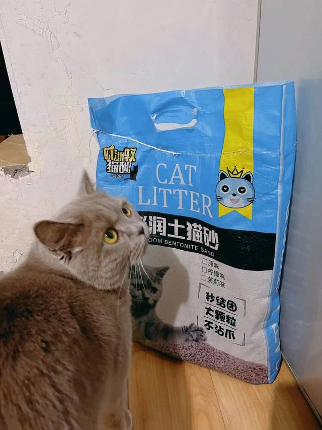 晒晒这款性价比超高的猫砂
