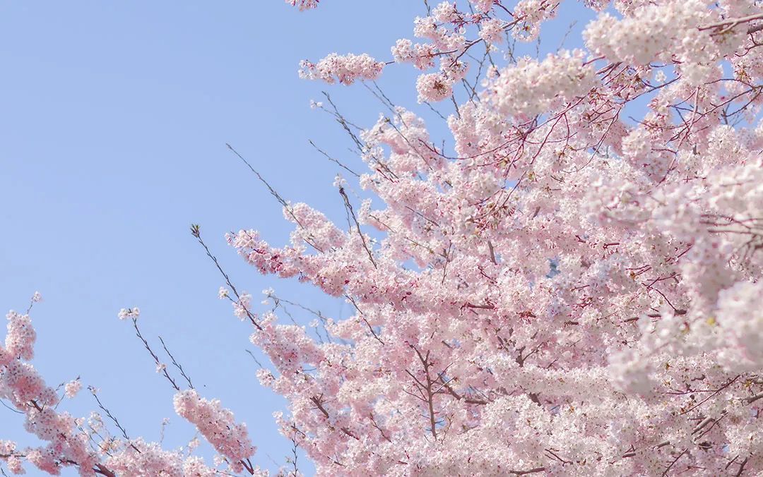 在青岛随处可见樱花，抬头即是美景 ©图虫创意