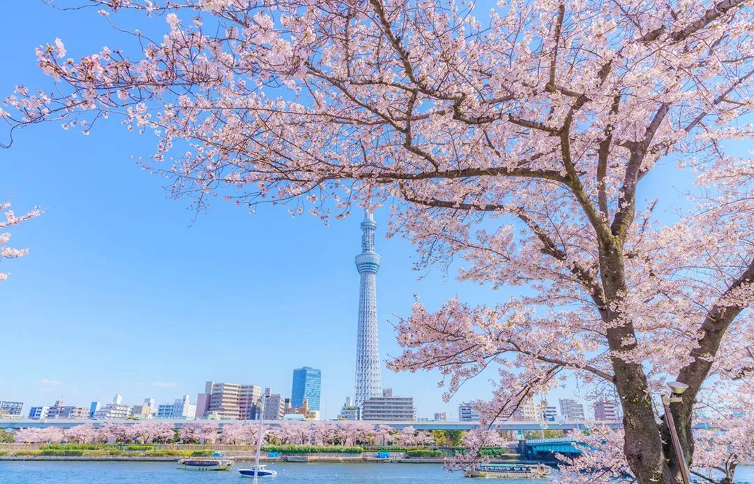 赏樱是日本人必修的春日功课，东京、镰仓、京都、奈良等地形成了众多有名的赏樱胜地 ©网络