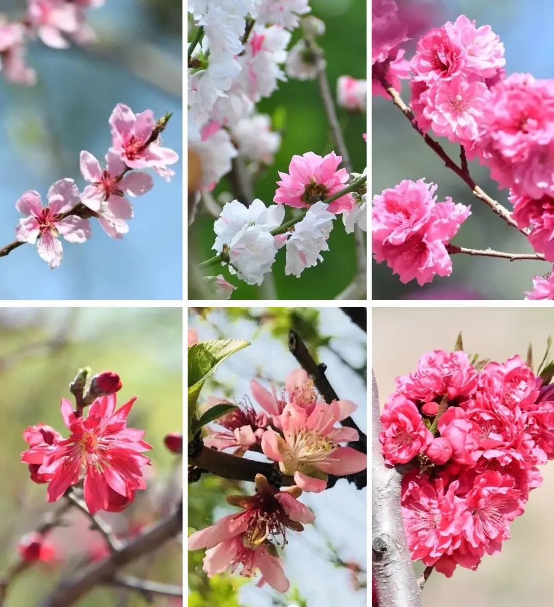 桃花型态多样，上排依次为：单瓣型、牡丹型、月季型；下排依次为：菊花型、玲型、梅花型 ©北京植物园