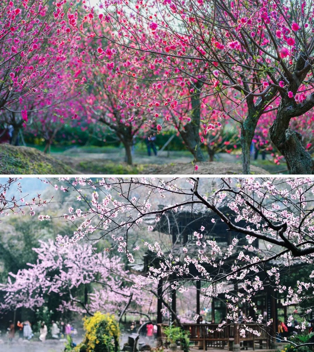 上：佛山西樵山桃花园；下：重庆酉阳桃花源 ©网络