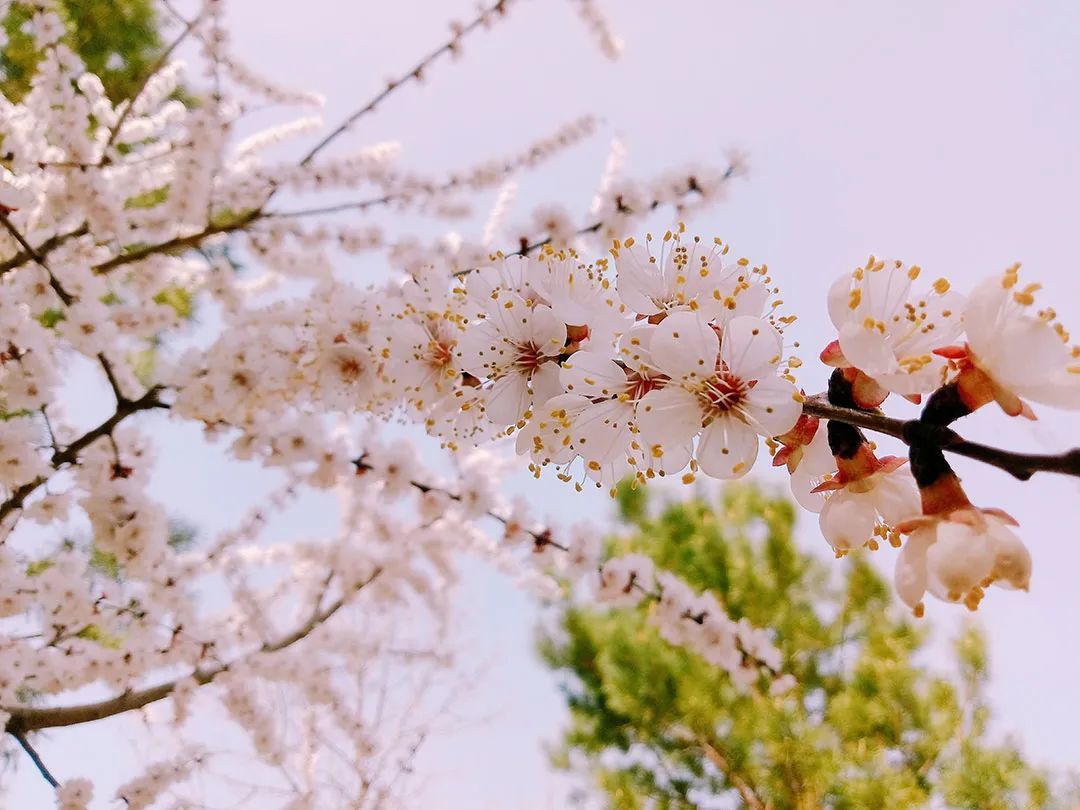 阳春三月，杏花爬上枝头，叫醒伊犁的春色 ©图虫创意