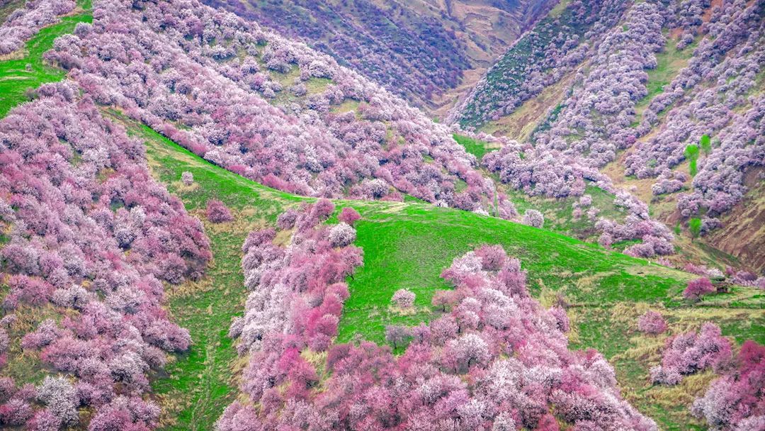 缀满河谷山坡的野杏花 ©网络