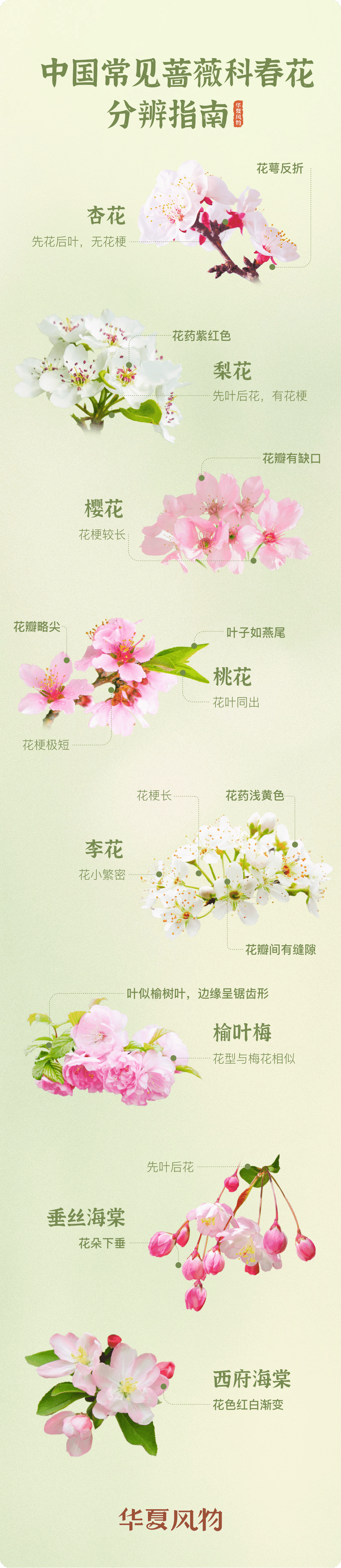 中国常见蔷薇科春花辨析指南 ©华夏风物