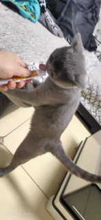 让猫咪上瘾的猫条