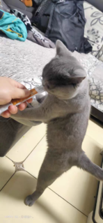 让猫咪上瘾的猫条