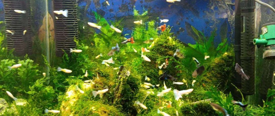 求购水生植物苗厂家电话多少