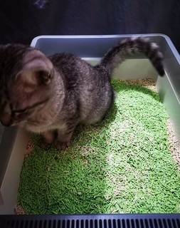 怡亲 绿茶豆腐猫砂除臭低粉尘