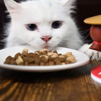 超有营养的猫粮，猫咪更爱吃