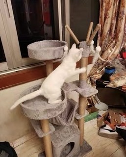 猫爬架猫窝一体