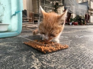 超级不错一款猫粮！