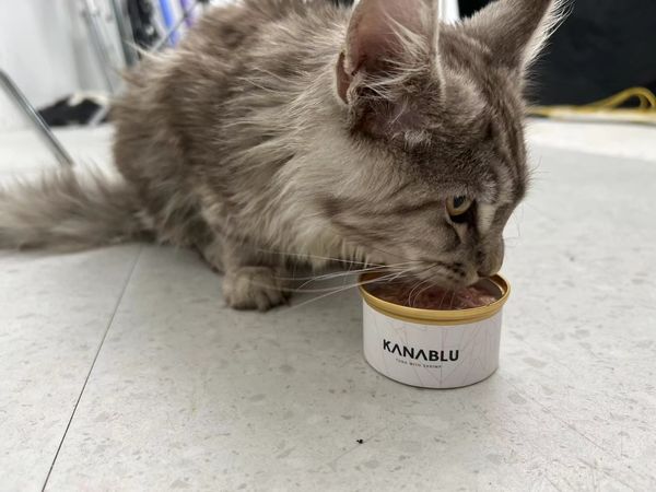 你们的猫罐头是主食还是零食？